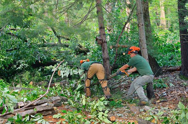 How Our Tree Care Process Works  in  Paoli, PA